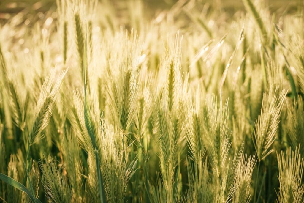 Grain field